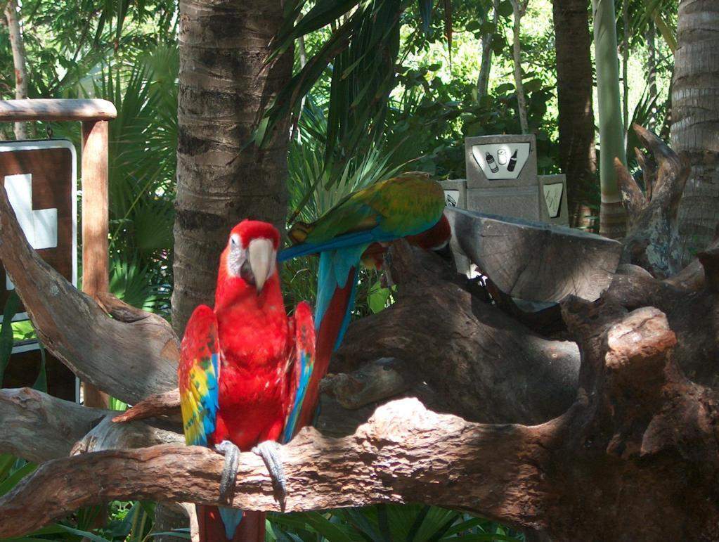 ai1347.photobucket.com_albums_p712_Rui_Araujo_Facebook_Cancun_b08c13d77bc7fa75737799b785f62bbf.jpg