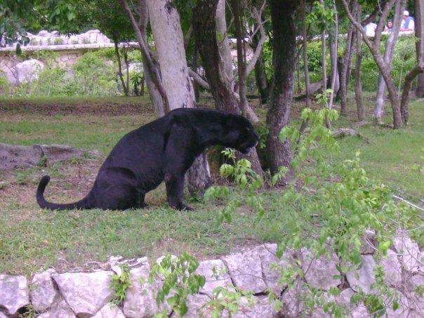ai1347.photobucket.com_albums_p712_Rui_Araujo_Facebook_Mxico_202009_12438_193233961139_5452394_n.jpg