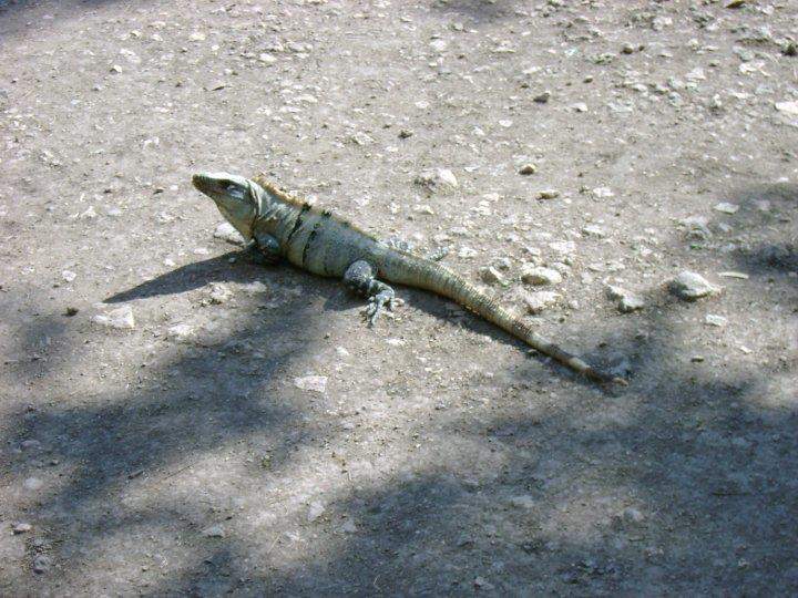 ai1347.photobucket.com_albums_p712_Rui_Araujo_Facebook_Mxico_202009_24144_413784636139_4431902_n.jpg