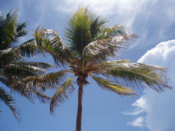 ai1347.photobucket.com_albums_p712_Rui_Araujo_Facebook_Mxico_202009_26275_416828786139_58518_n.jpg