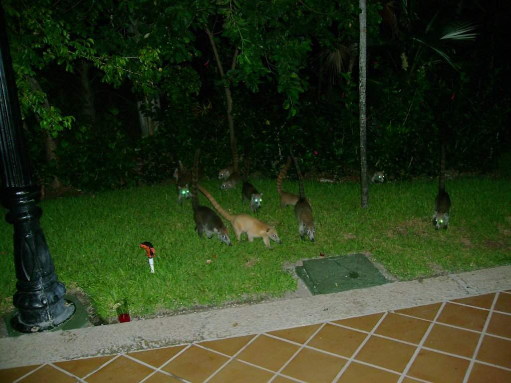 ai1347.photobucket.com_albums_p712_Rui_Araujo_Facebook_Mxico_275f21e43a442efab5fc35c413d3f3f66.jpg