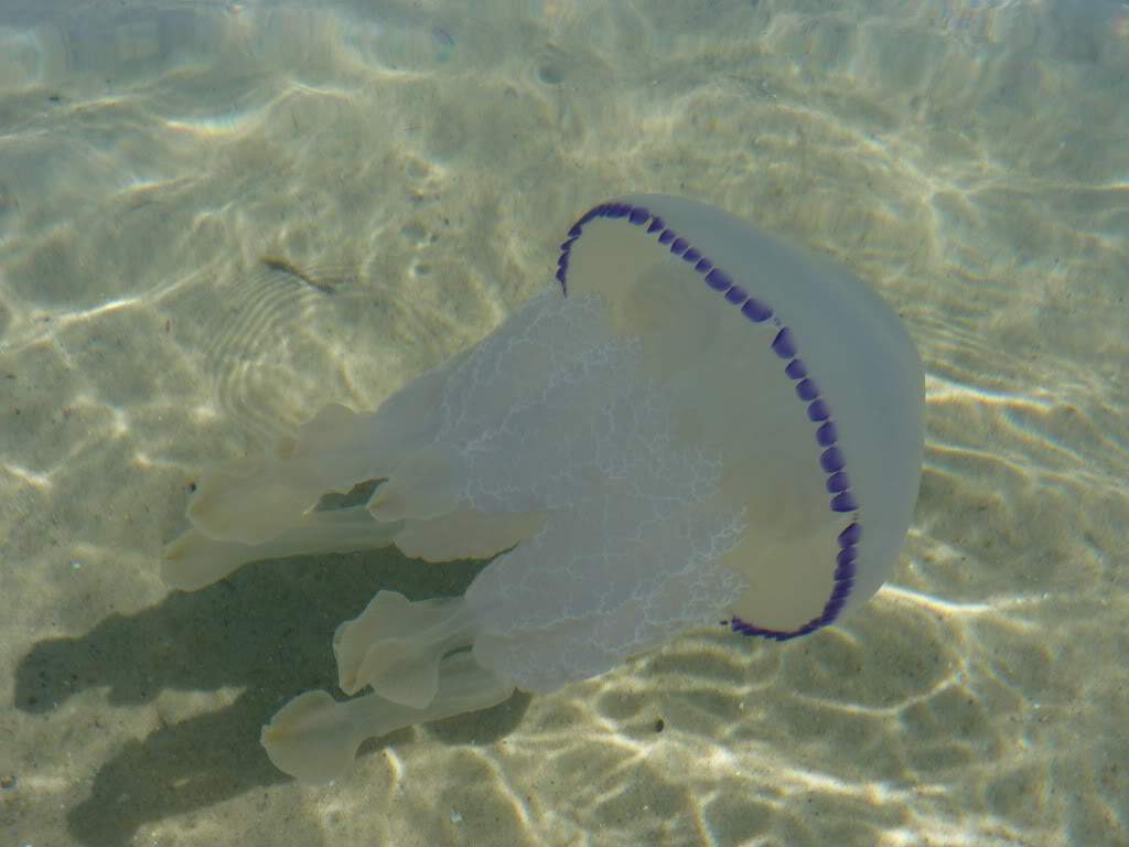 ai1350.photobucket.com_albums_p777_DDDRF_P1020345_zps222ac552.jpg