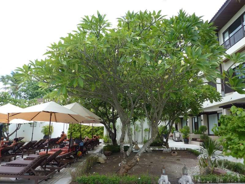 ai1353.photobucket.com_albums_q678_NECM_FotohotelKohSamui4Cpia_zps731ac96e.jpg