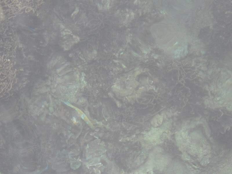 ai1353.photobucket.com_albums_q678_NECM_KohTao8Cpia_zps0e275d5b.jpg