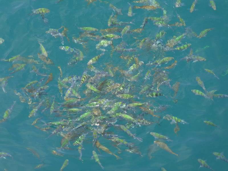 ai1353.photobucket.com_albums_q678_NECM_TourPhiPhi42Cpia_zps99188738.jpg