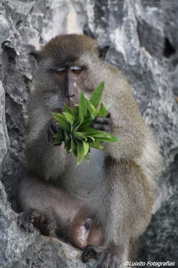 ai1355.photobucket.com_albums_q708_labcrypt_Thai_2014.04.24_20Tailacircndia_201235_zpsnvjhkby6.jpg