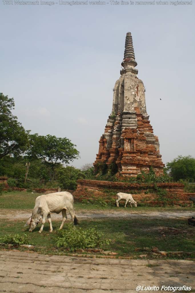 ai1355.photobucket.com_albums_q708_labcrypt_Thai_2014.04.24_20Tailacircndia_20288_zps2iidtw5g.jpg
