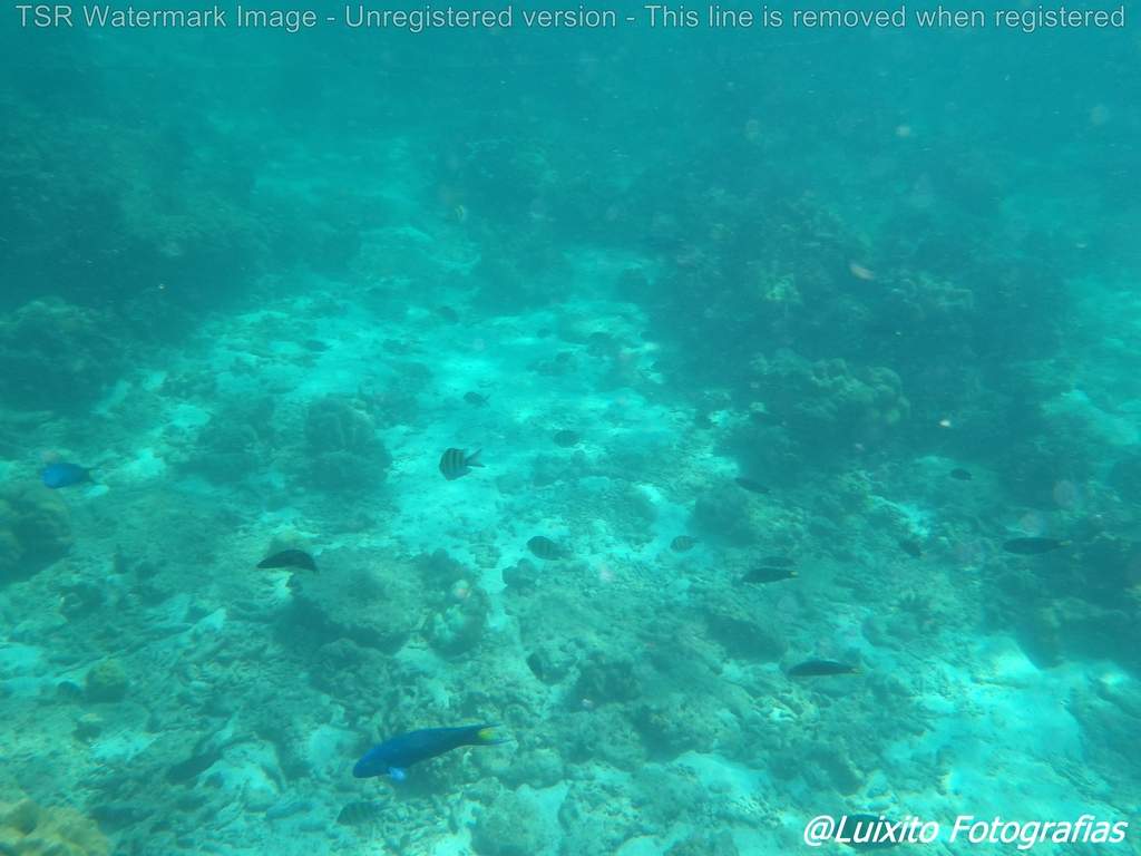 ai1355.photobucket.com_albums_q708_labcrypt_Thai_P5020283_zpstrojxhlp.jpg