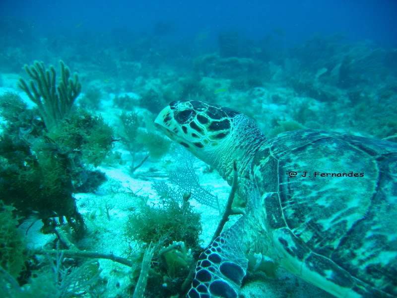 ai136.photobucket.com_albums_q175_J_Fernandes_3113ABR0794.jpg