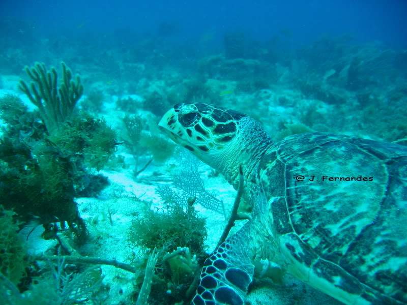 ai136.photobucket.com_albums_q175_J_Fernandes_3113ABR0794.jpg
