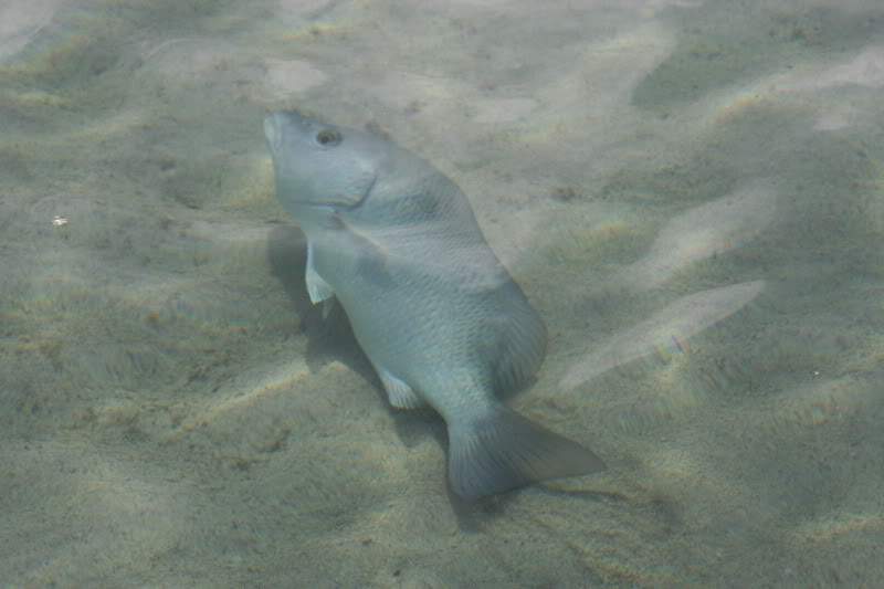 ai136.photobucket.com_albums_q175_J_Fernandes_mexico40d160.jpg