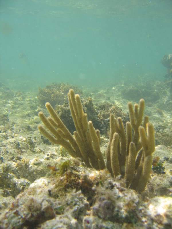 ai136.photobucket.com_albums_q175_J_Fernandes_mexicomergulho034.jpg