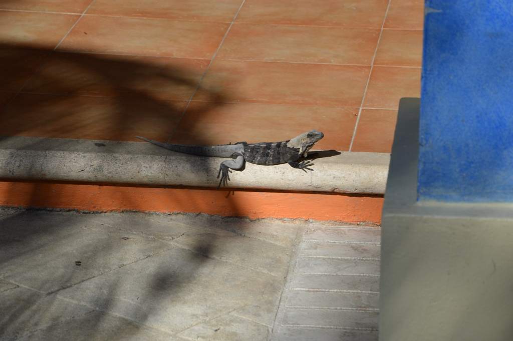 ai1368.photobucket.com_albums_ag187_d3ci0_Mexico_202013_DSC_0130_zps2934fe04.jpg