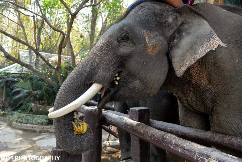 ai1369.photobucket.com_albums_ag214_SilverArrowPT_Tailandia_40_zps611946eb.jpg