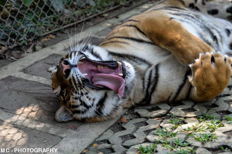 ai1369.photobucket.com_albums_ag214_SilverArrowPT_Tailandia_42_zps0010cf91.jpg