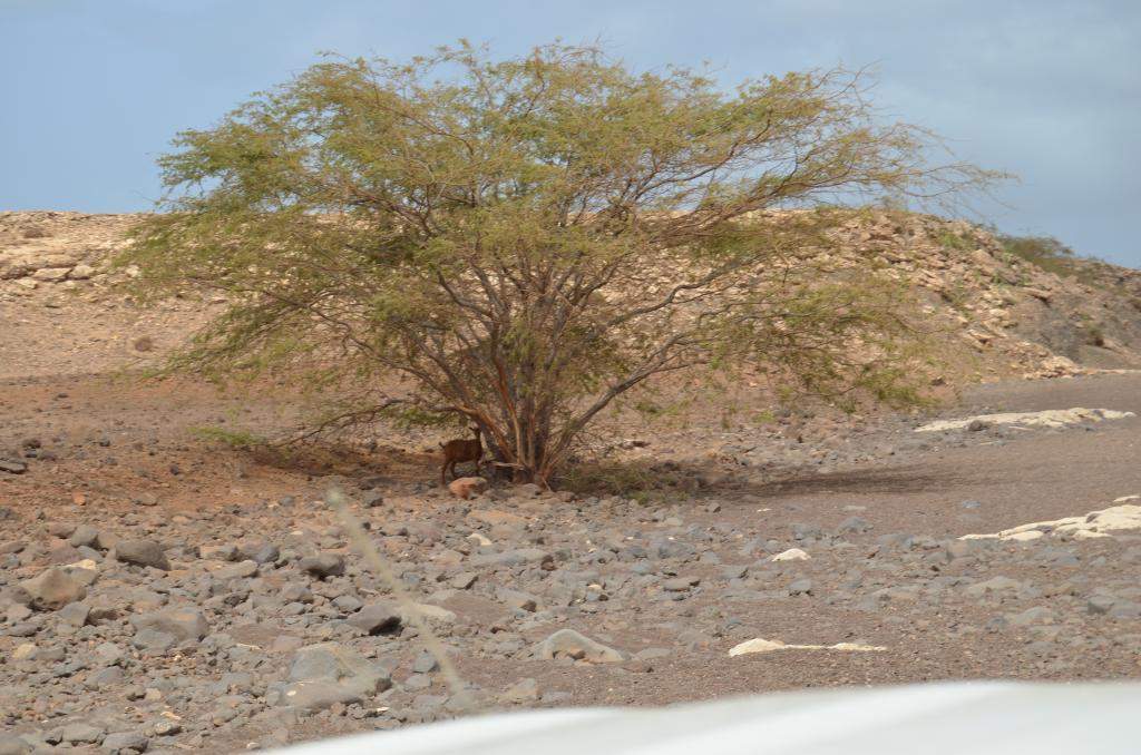 ai1370.photobucket.com_albums_ag256_hladeira_DSC_0230_zpse010ce2b.jpg