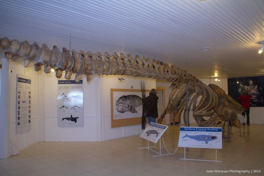 ai1372.photobucket.com_albums_ag332_JoaoMarques_Argentina_IMG_8518_zps2a427c54.jpg