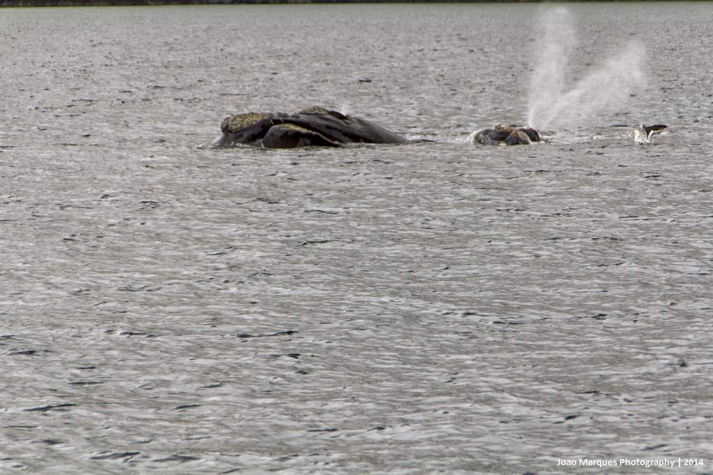 ai1372.photobucket.com_albums_ag332_JoaoMarques_Argentina_IMG_8547_zps8b2c4331.jpg