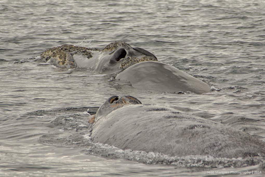 ai1372.photobucket.com_albums_ag332_JoaoMarques_Argentina_IMG_8571_zps818dc1af.jpg