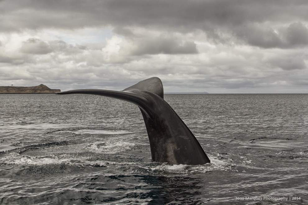 ai1372.photobucket.com_albums_ag332_JoaoMarques_Argentina_IMG_8594_zps7fd6cbfb.jpg