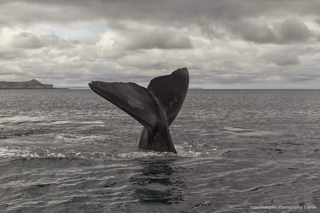 ai1372.photobucket.com_albums_ag332_JoaoMarques_Argentina_IMG_8595_zpsa1715d6c.jpg