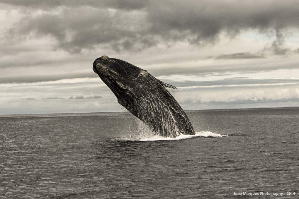 ai1372.photobucket.com_albums_ag332_JoaoMarques_Argentina_IMG_8596_zpse95d73ab.jpg