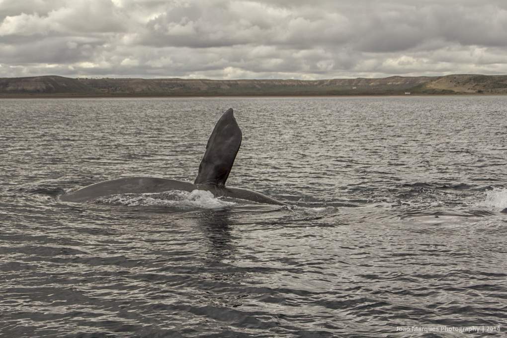 ai1372.photobucket.com_albums_ag332_JoaoMarques_Argentina_IMG_8624_zps8728e17d.jpg