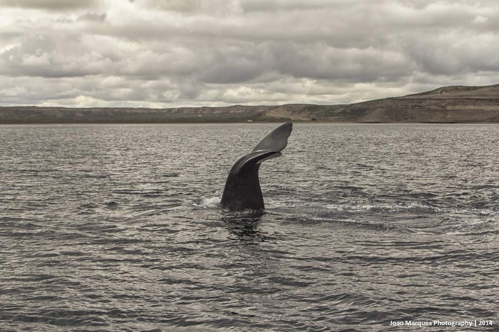 ai1372.photobucket.com_albums_ag332_JoaoMarques_Argentina_IMG_8626_zpsbdd949b2.jpg