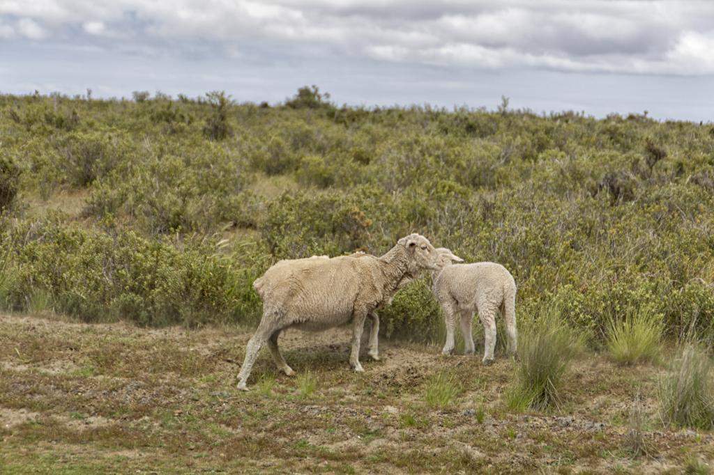 ai1372.photobucket.com_albums_ag332_JoaoMarques_Argentina_IMG_8669_zps80f95b1d.jpg