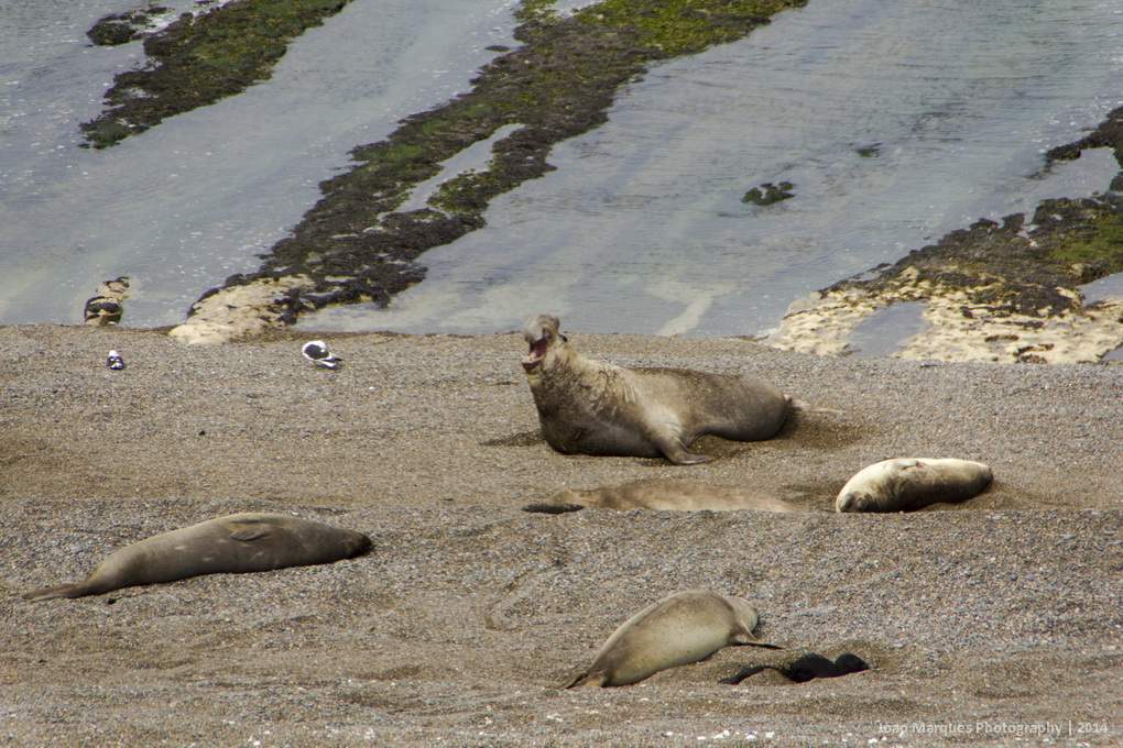 ai1372.photobucket.com_albums_ag332_JoaoMarques_Argentina_IMG_8695_zpsc4441faa.jpg
