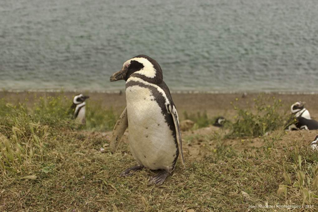 ai1372.photobucket.com_albums_ag332_JoaoMarques_Argentina_IMG_8719_zpsa2d34d85.jpg