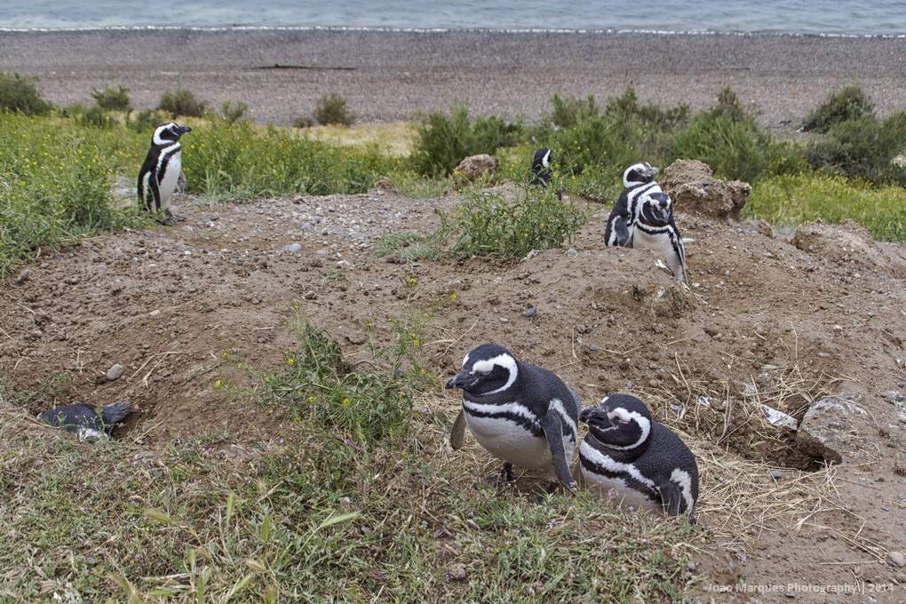 ai1372.photobucket.com_albums_ag332_JoaoMarques_Argentina_IMG_8723_zps7281cb40.jpg