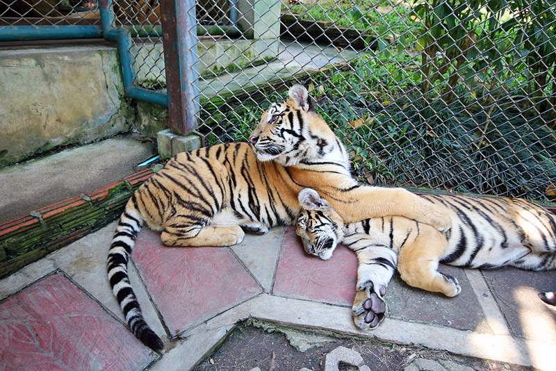 ai1373.photobucket.com_albums_ag395_albertoguedes1_Tailandia_IMG_0465_800_zpsf3ab5ffb.jpg