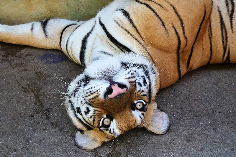 ai1373.photobucket.com_albums_ag395_albertoguedes1_Tailandia_IMG_0558_800_zps9c3e748f.jpg