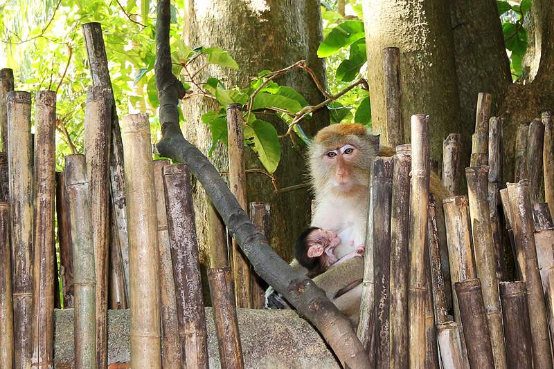 ai1373.photobucket.com_albums_ag395_albertoguedes1_Tailandia_IMG_1011_800_zps7d47d175.jpg