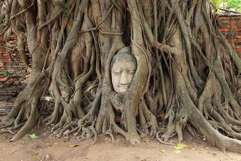 ai1373.photobucket.com_albums_ag395_albertoguedes1_Tailandia_IMG_9852_800_zps980df4f9.jpg