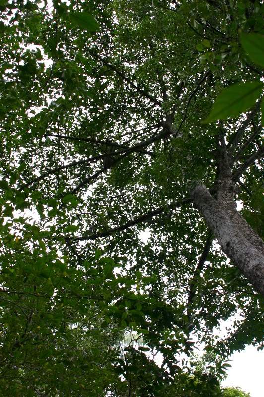 ai138.photobucket.com_albums_q278_CarlosLuz_Borneo2_IMG_7608.jpg