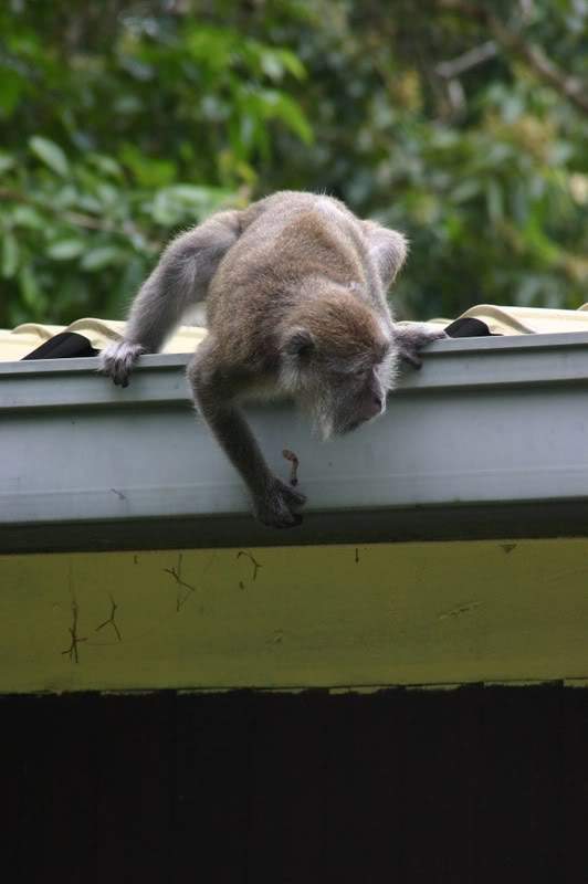 ai138.photobucket.com_albums_q278_CarlosLuz_Borneo2_IMG_7650.jpg