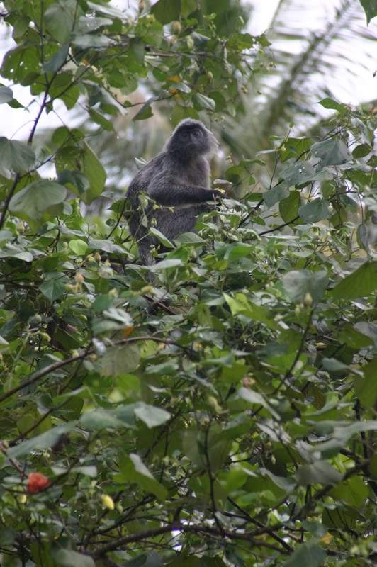 ai138.photobucket.com_albums_q278_CarlosLuz_Borneo2_IMG_7713.jpg