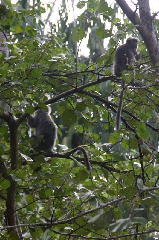 ai138.photobucket.com_albums_q278_CarlosLuz_Borneo2_IMG_7721.jpg