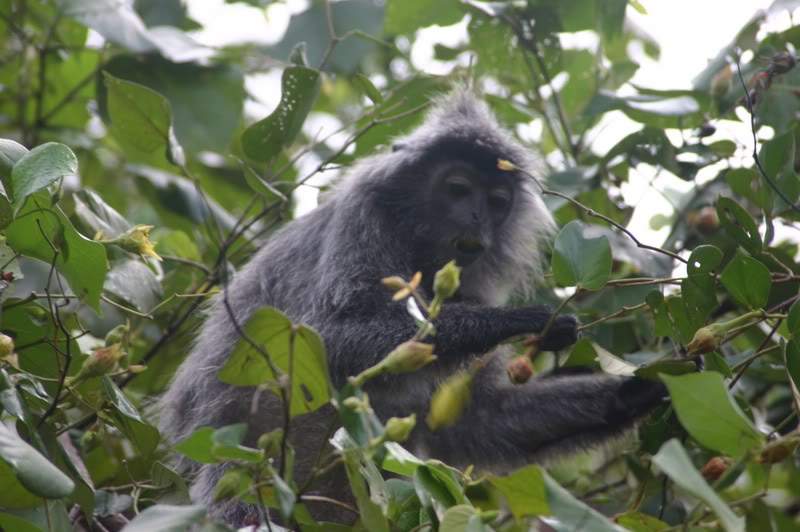 ai138.photobucket.com_albums_q278_CarlosLuz_Borneo2_IMG_7725.jpg