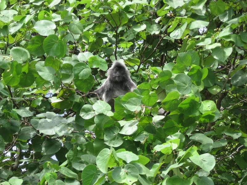 ai138.photobucket.com_albums_q278_CarlosLuz_Borneo_IMG_0413.jpg