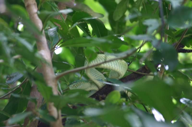 ai138.photobucket.com_albums_q278_CarlosLuz_Borneo_IMG_7585.jpg