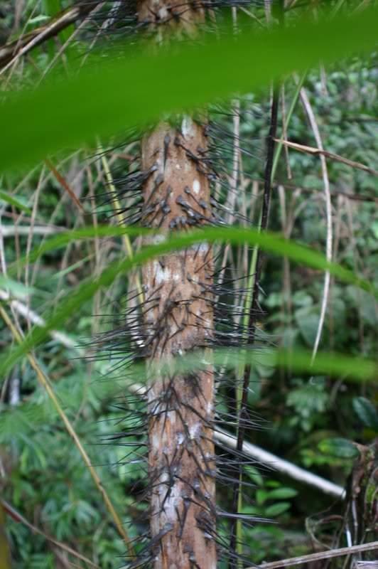 ai138.photobucket.com_albums_q278_CarlosLuz_Borneo_IMG_7588.jpg