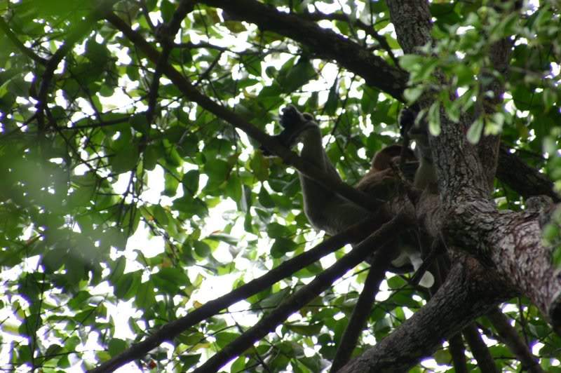 ai138.photobucket.com_albums_q278_CarlosLuz_Borneo_IMG_7610.jpg