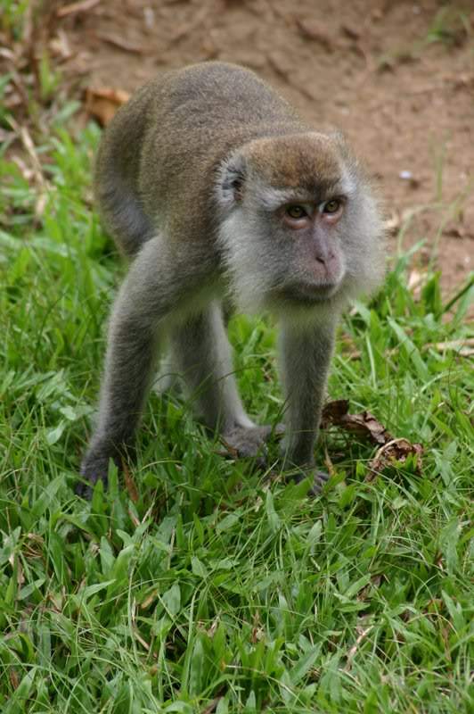 ai138.photobucket.com_albums_q278_CarlosLuz_Borneo_IMG_7633.jpg