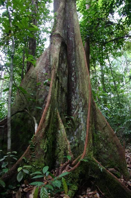 ai138.photobucket.com_albums_q278_CarlosLuz_Borneo_IMG_7654.jpg