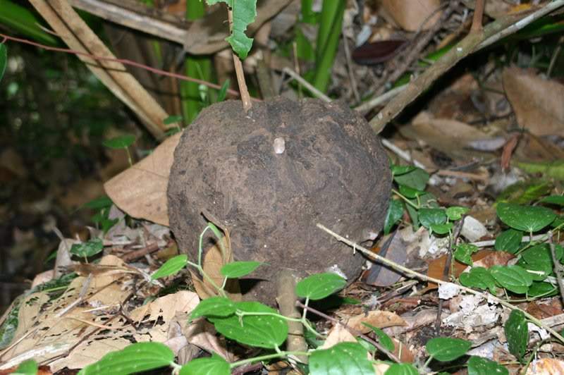 ai138.photobucket.com_albums_q278_CarlosLuz_Borneo_IMG_7665.jpg