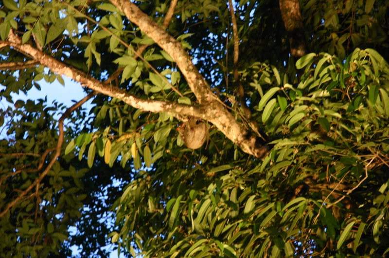 ai138.photobucket.com_albums_q278_CarlosLuz_Borneo_IMG_7697.jpg