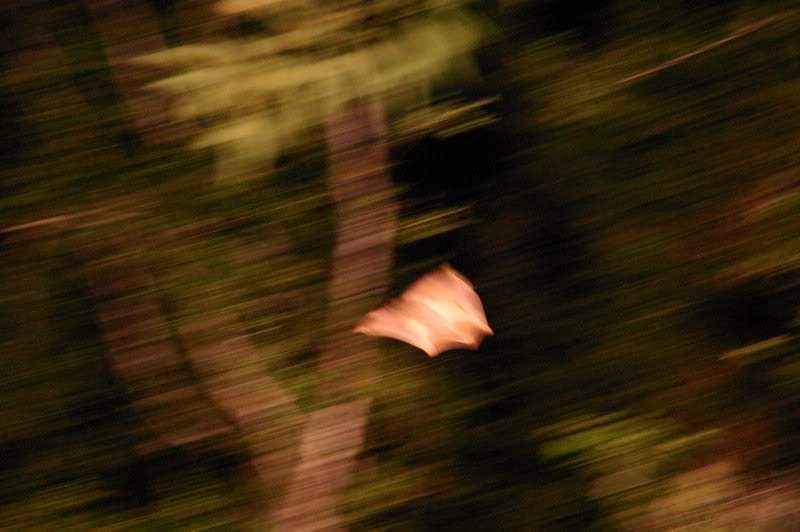 ai138.photobucket.com_albums_q278_CarlosLuz_Borneo_IMG_7711.jpg